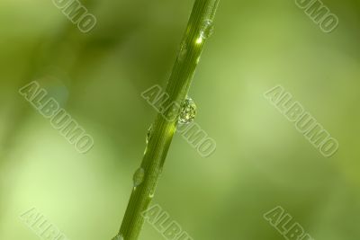 Closeup of the green grass covered dew