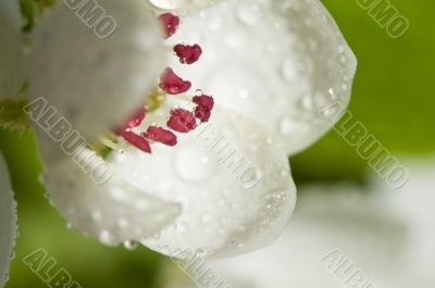 Beautiful blossoms close-up with dew drops