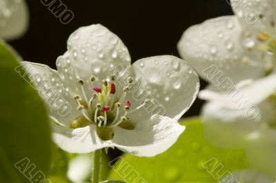 Beautiful blossoms close-up with dew drops