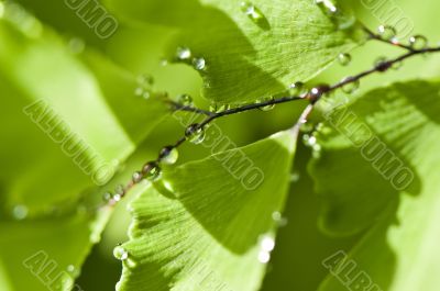 Green leaves with water drops on it (shallow DoF)