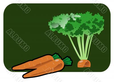 carrot