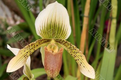 Paphiopedilum Orchid