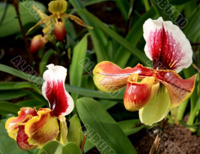 Paphiopedilum Orchid