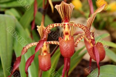 Paphiopedilum Orchid