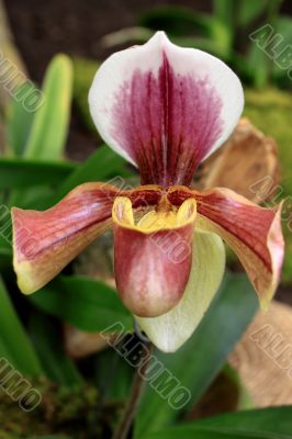 Paphiopedilum Orchid