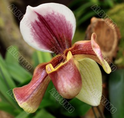 Paphiopedilum Orchid