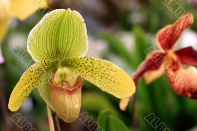 Paphiopedilum Orchid