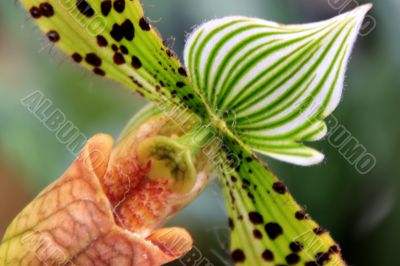 Paphiopedilum Orchid