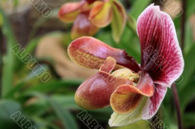 Paphiopedilum Orchid