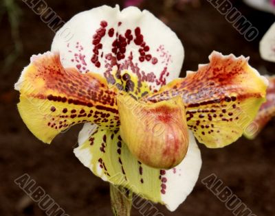 Paphiopedilum Orchid