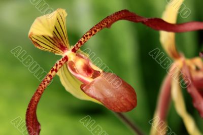 Paphiopedilum Orchid