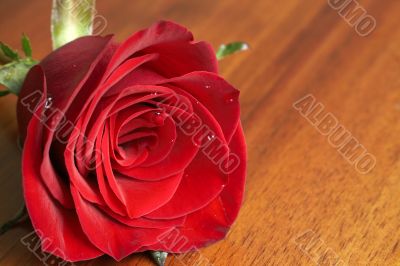 Dark red rose with water drops