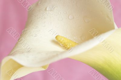 Beautiful calla lilly on pink