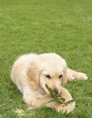 Small golden retriever puppy