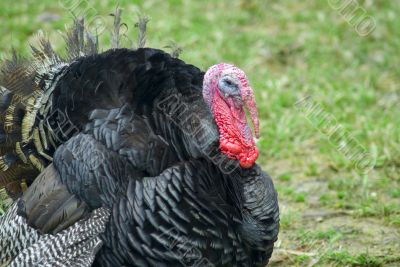 Domestic turkey