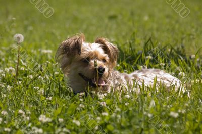 Dog in grass