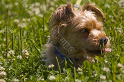 Dog in grass