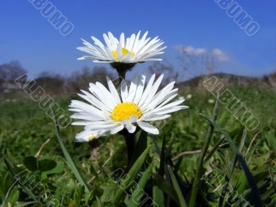 Meadow flowers