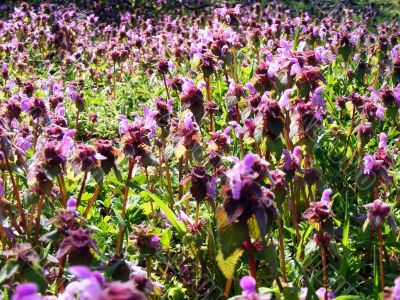 Meadow flowers