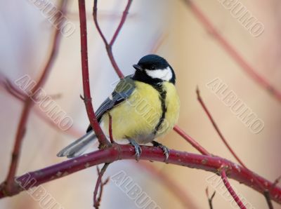 Titmouse on branch of tree