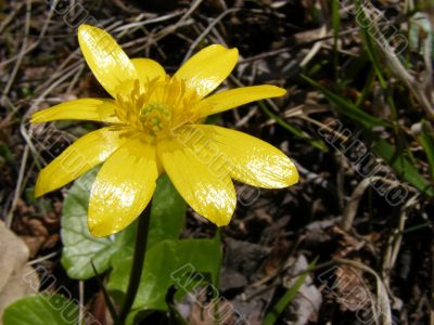 Meadow flower