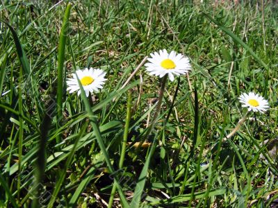 Meadow flowers