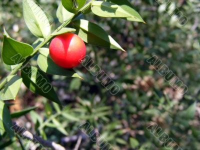 Forest berries