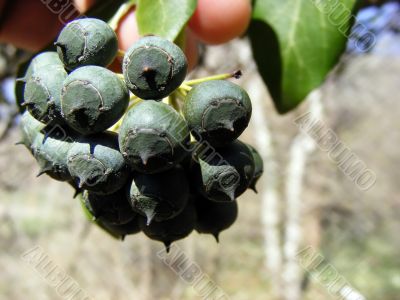 Forest berries