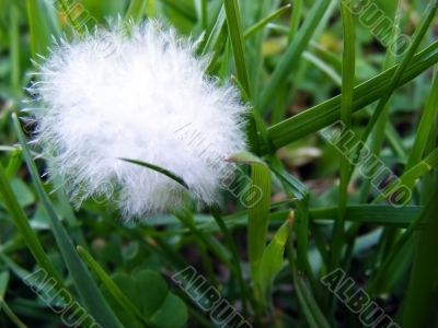 Meadow