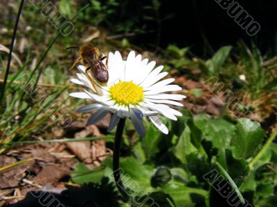 Meadow flower