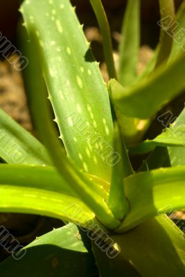 aloe vera