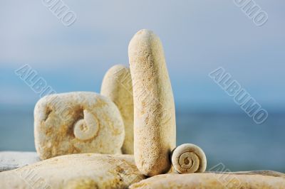 Volute