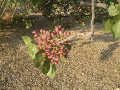 Pistachio branch