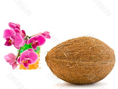 coconut and pink orchid