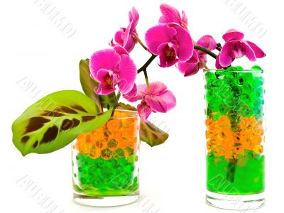 orchid and plants in glass with hydrogel