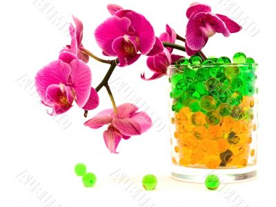 pink orchid