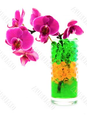 orchid in glass with hydrogel