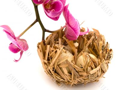 bird nest and orchid