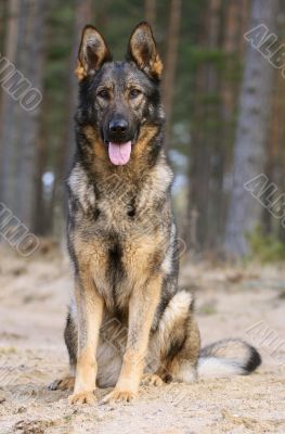 Germany sheepdog