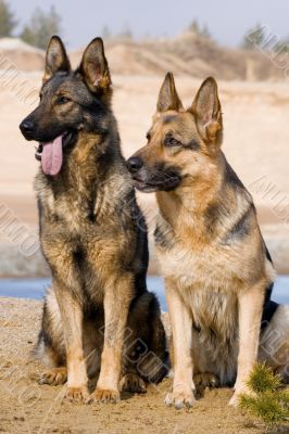 Two Germany Sheepdogs