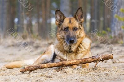 Germany sheepdog