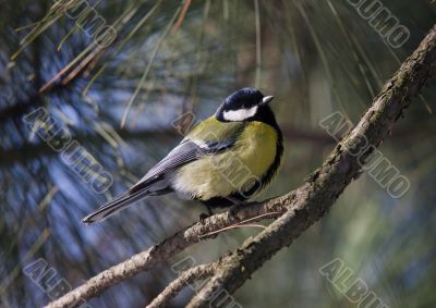 titmouse