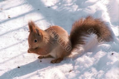 Squirrell on snow path