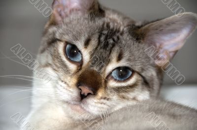 Bengal kitten