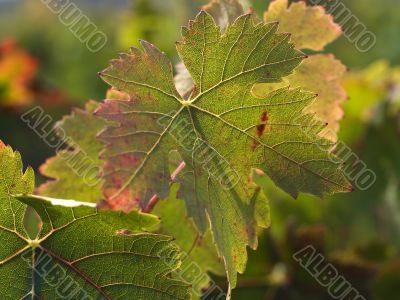 vine leaf