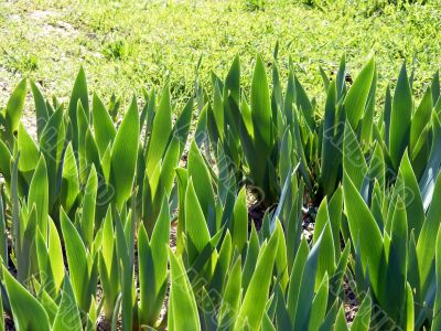 Meadow plant