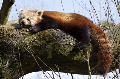 red little panda