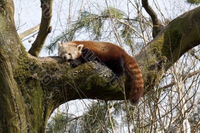 red little panda