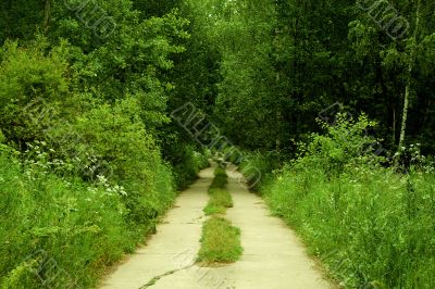 Road in the forest