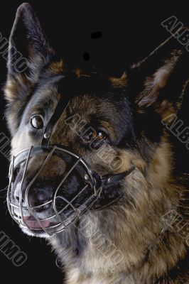 dog on black background closeup